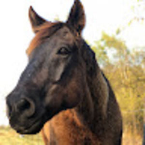 Meet your Posher, Hope